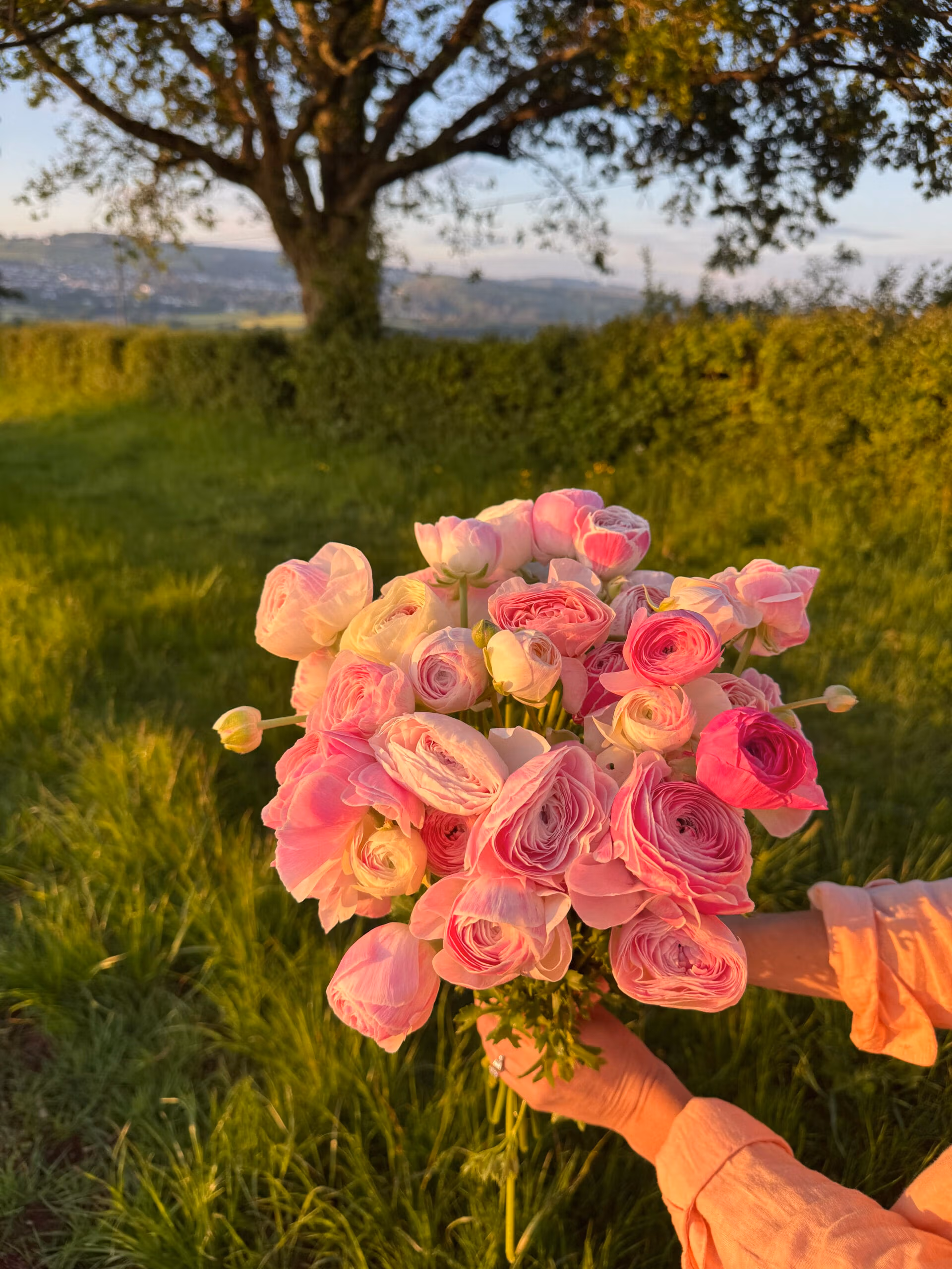 Ranunculus Plants - Marshmallow - Image 5