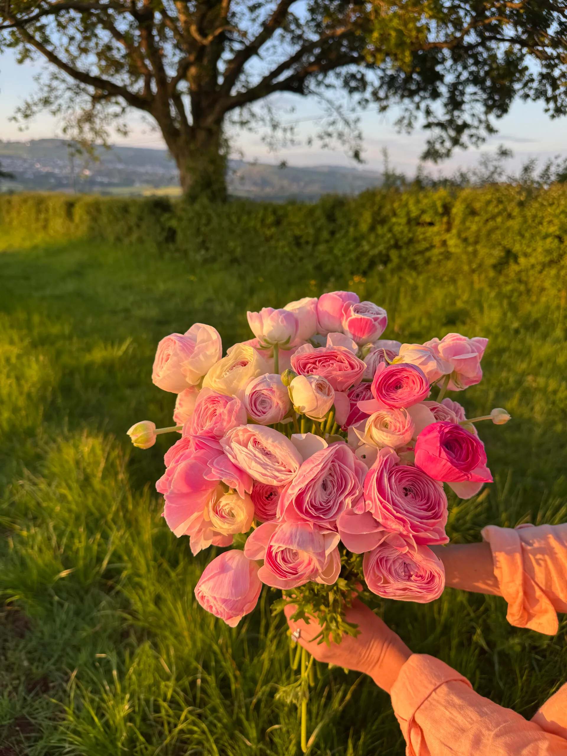 Ranunculus Plants - Marshmallow - Image 5