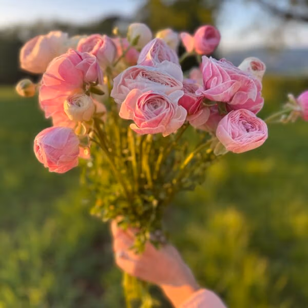 Ranunculus Plants - Marshmallow