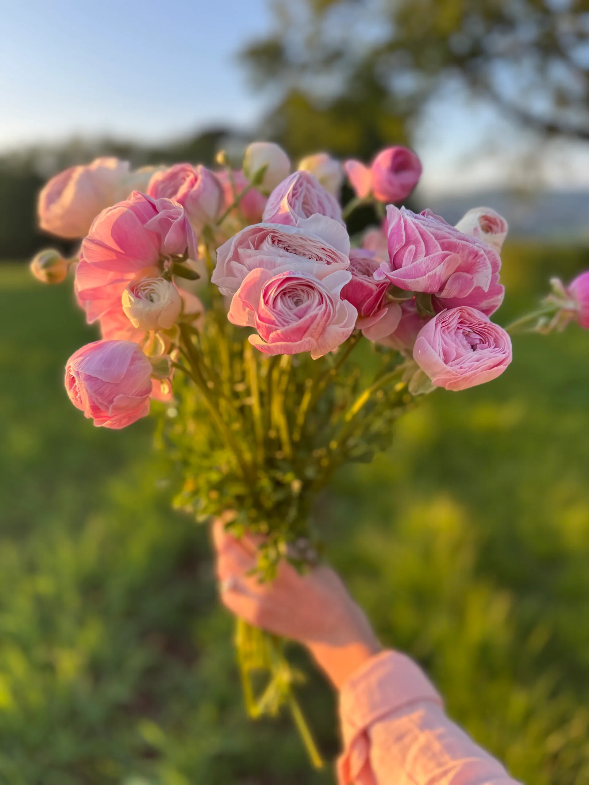 Ranunculus Plants - Marshmallow
