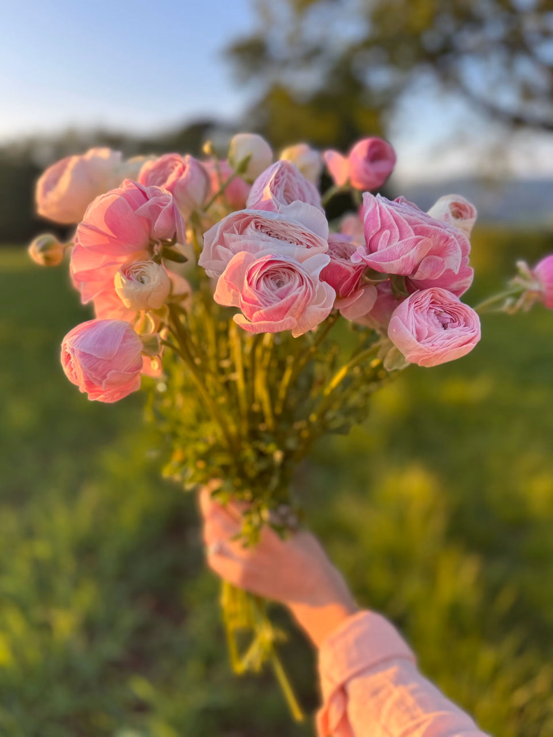 Ranunculus Amandine Porcelaine - Image 2