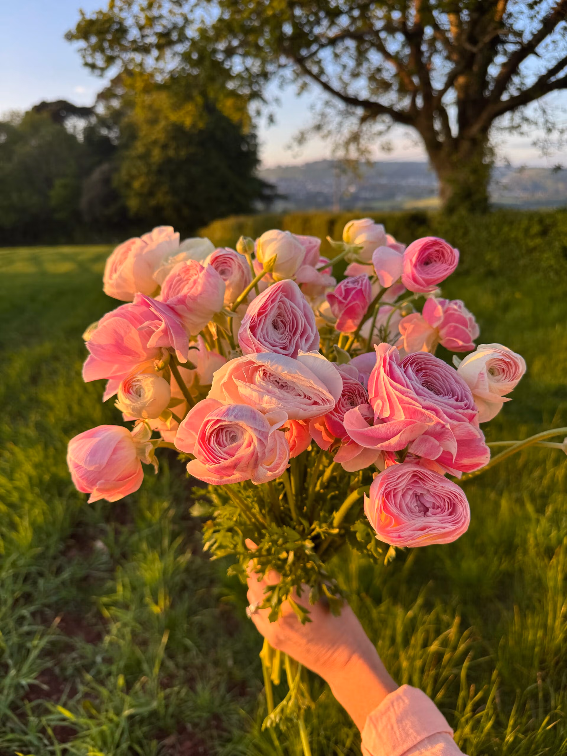 Ranunculus Plants - Marshmallow - Image 3