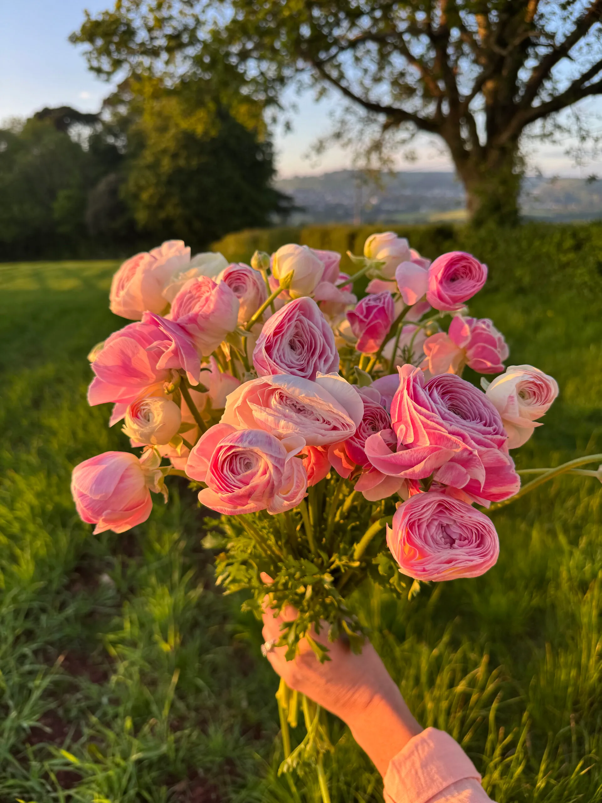Ranunculus Plants - Marshmallow - Image 3