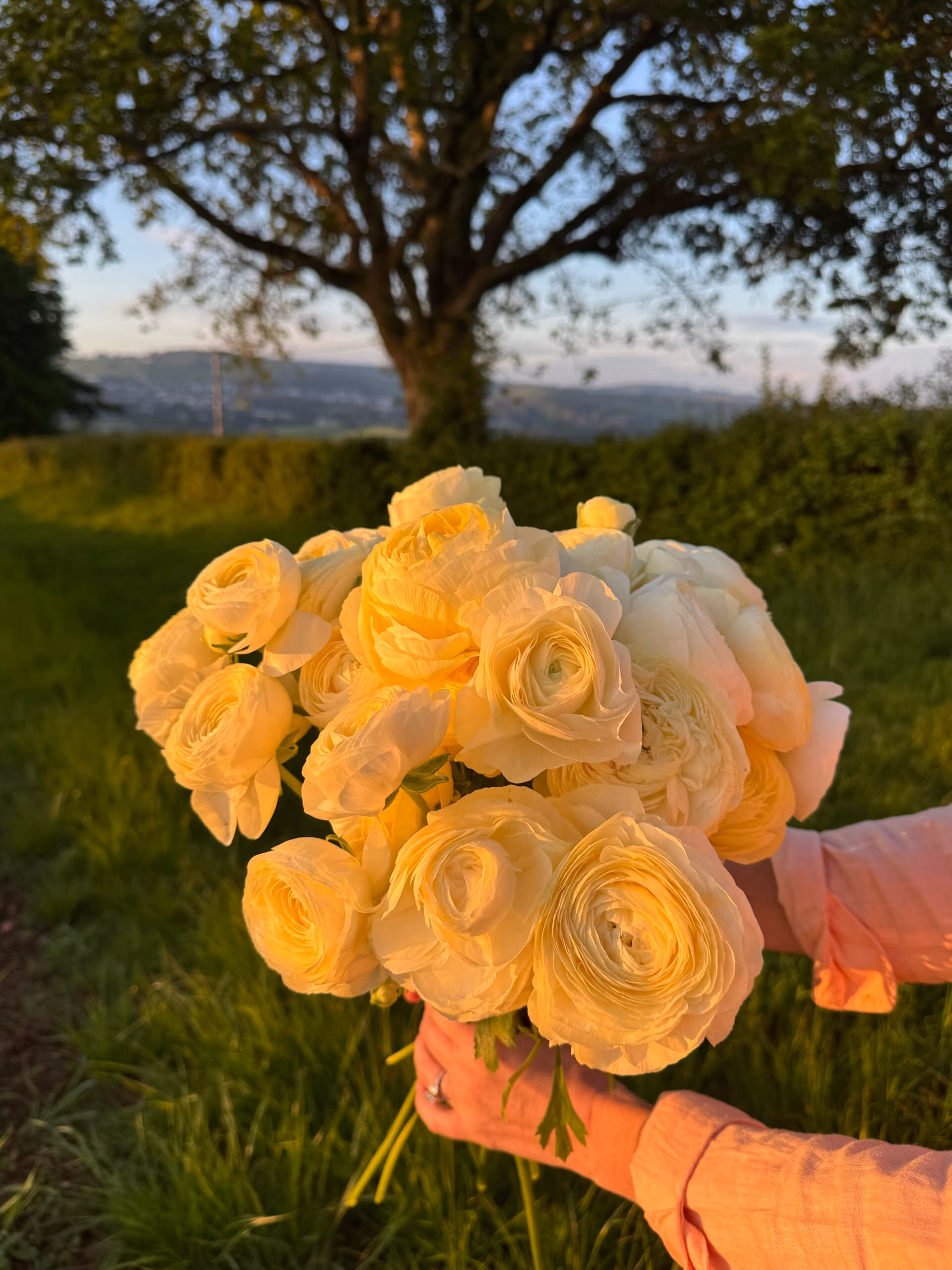 Ranunculus Amandine Cream - Image 2
