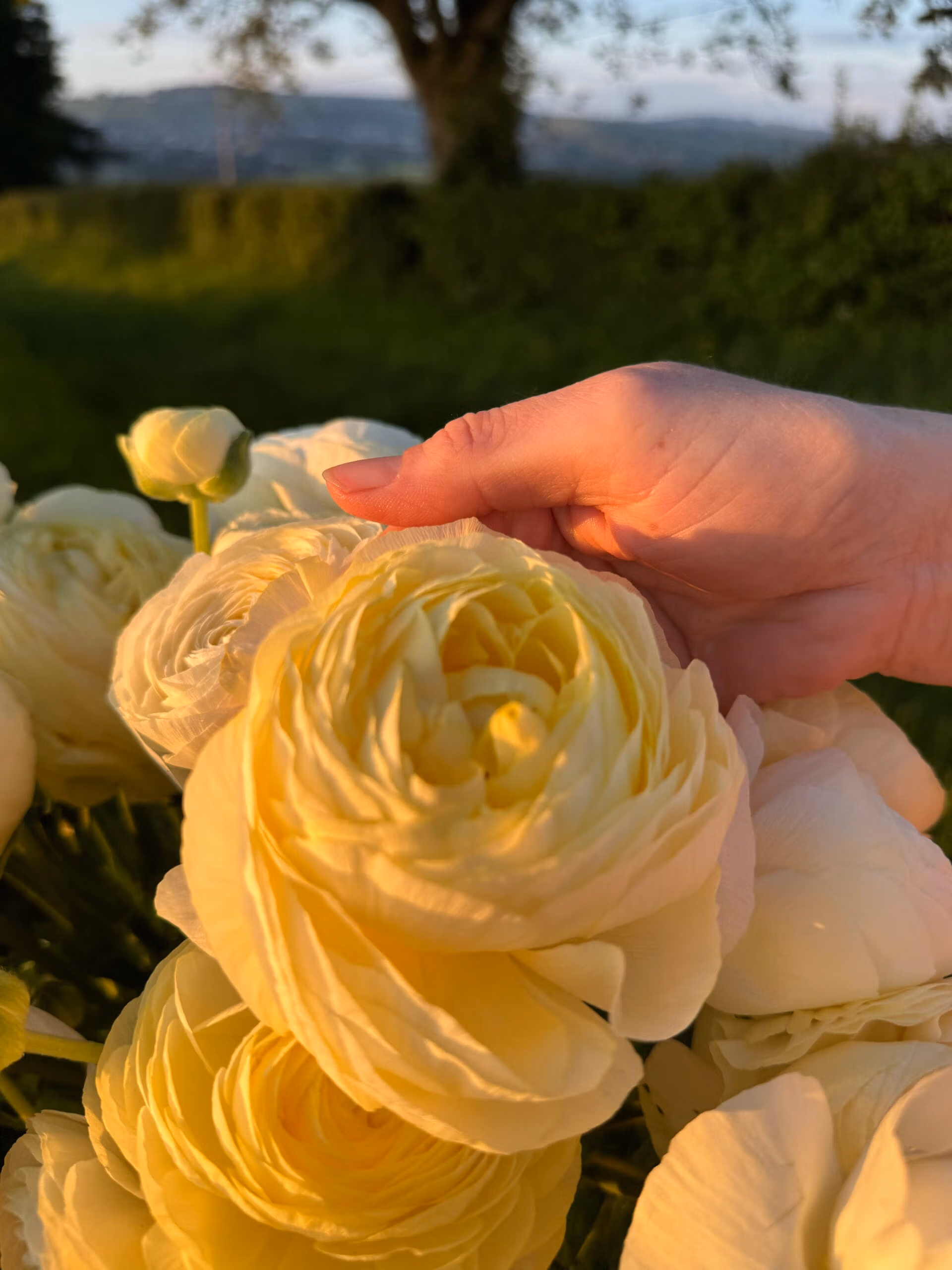 Ranunculus Amandine Cream - Image 3