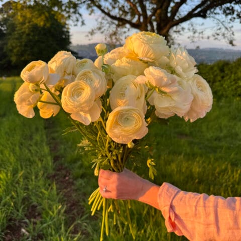 Ranunculus Cream