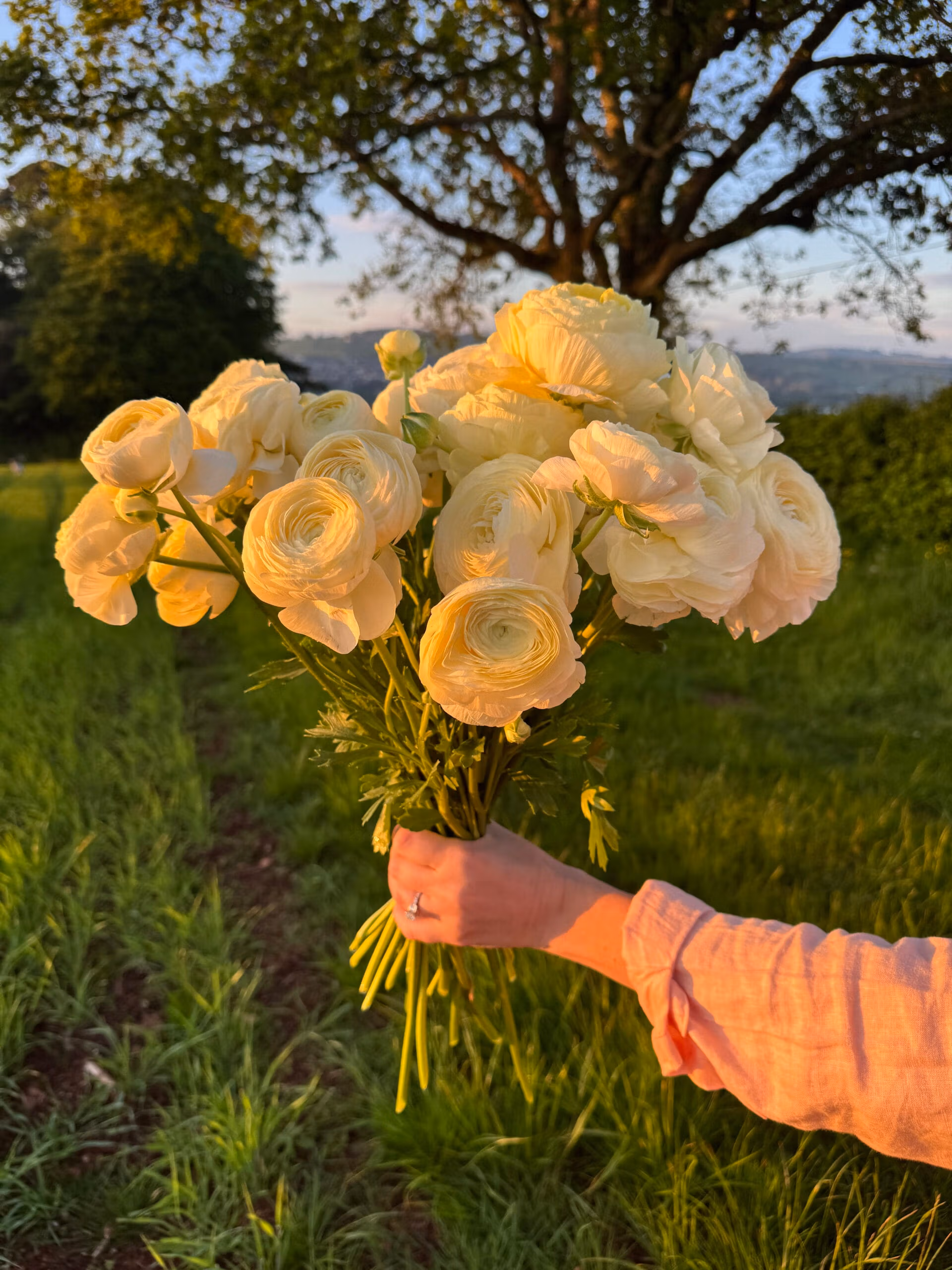 Ranunculus Cream
