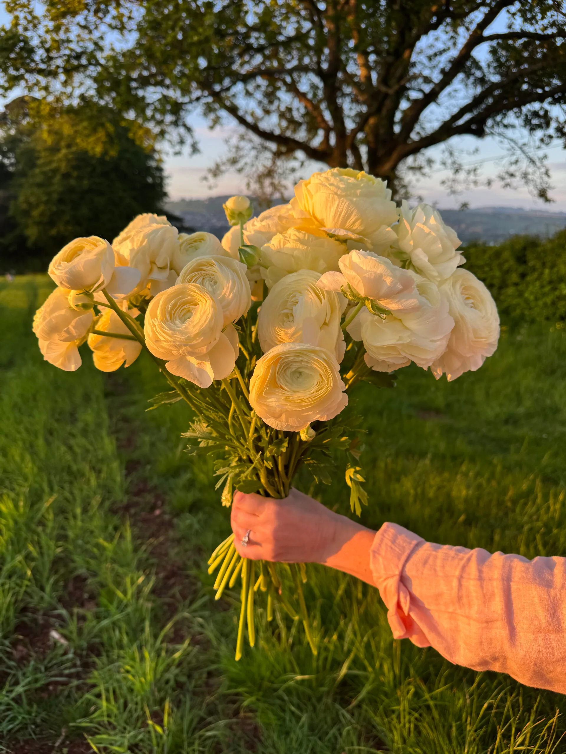 Ranunculus Cream