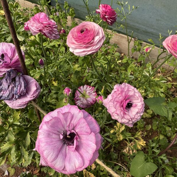 Ranunculus Purple Jean