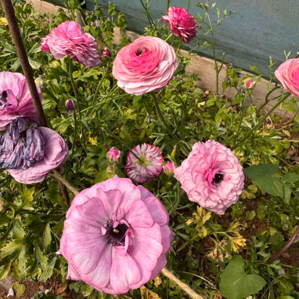 Ranunculus Purple Jean