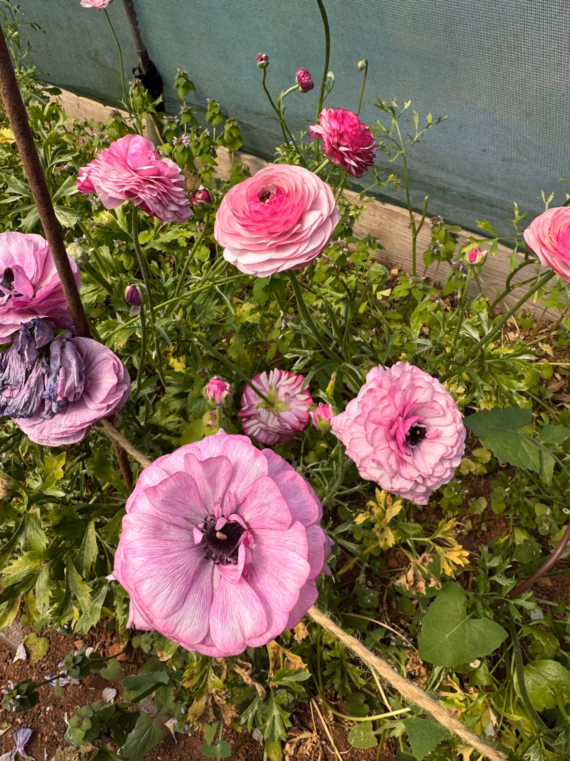 Ranunculus Purple Jean