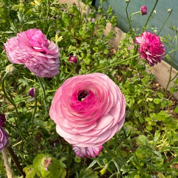 Ranunculus Plants Purple Jean