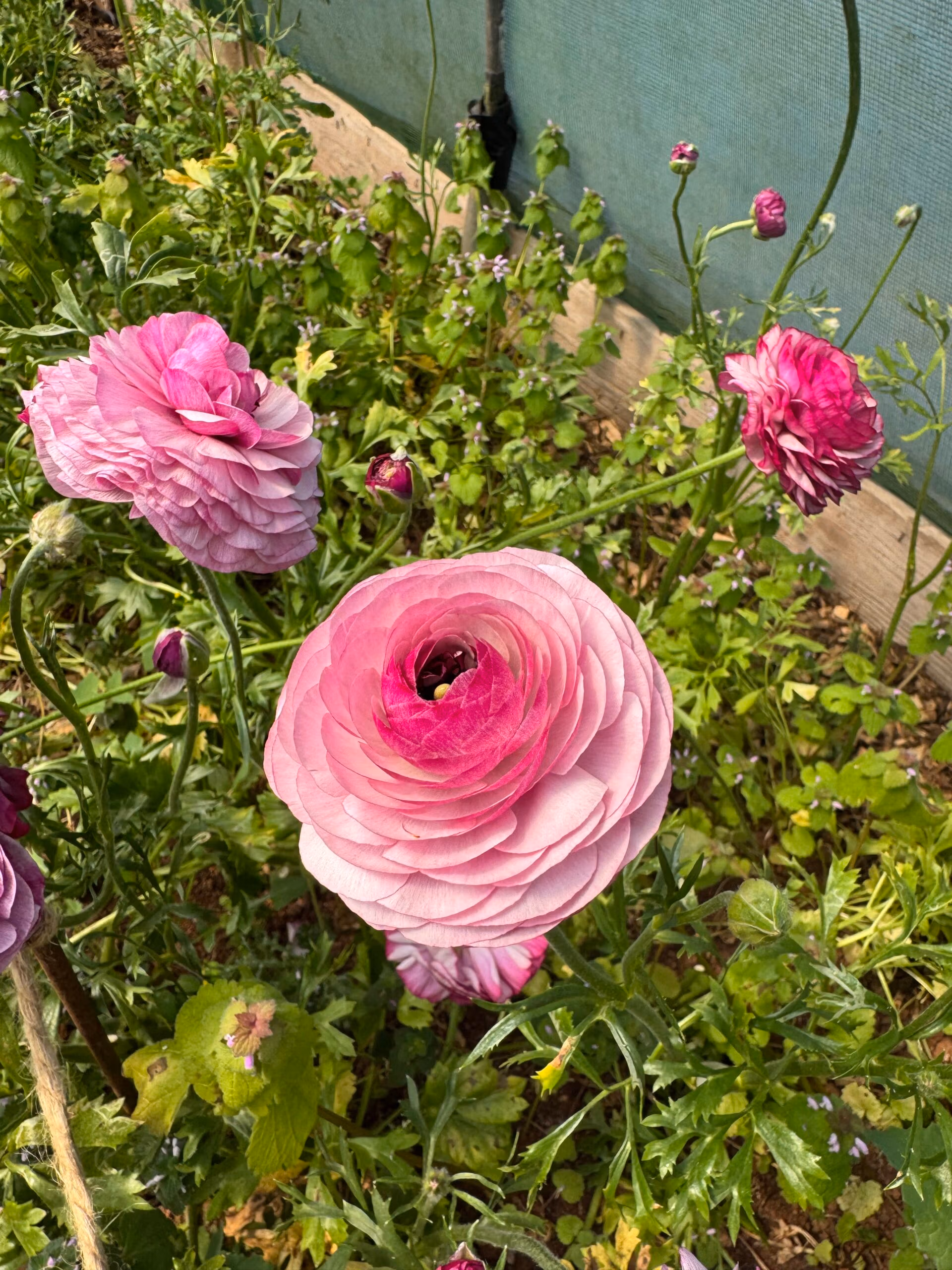 Ranunculus Purple Jean - Image 4