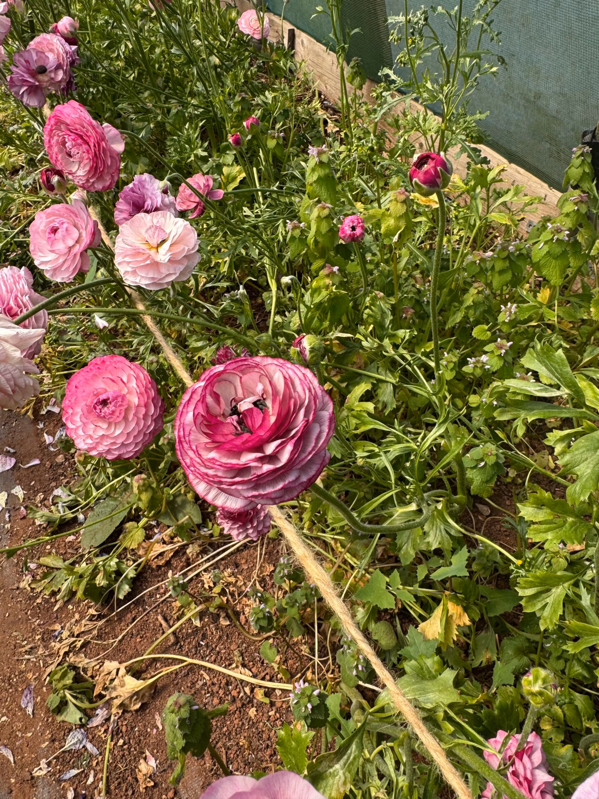 Ranunculus Purple Jean - Image 3
