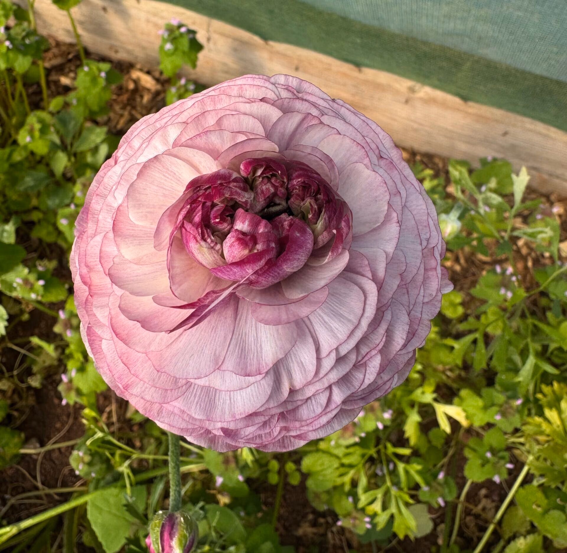 Ranunculus Purple Jean - Image 2