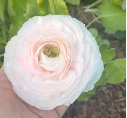 Ranunculus Amandine Chamallow - Image 2