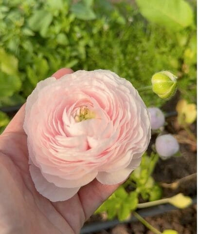 Ranunculus Chamallow