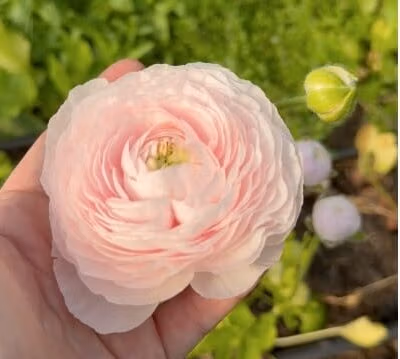 Ranunculus Chamallow