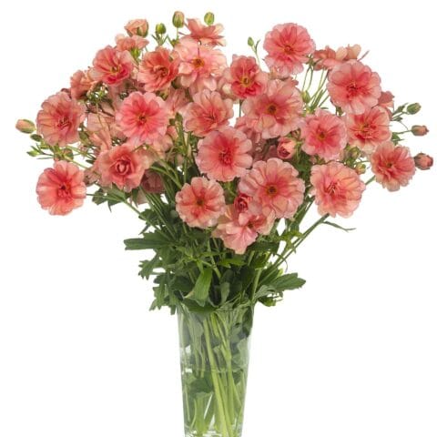 Butterfly Ranunculus Eris