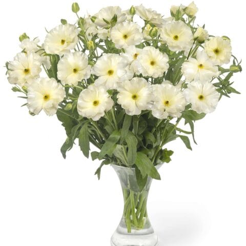 Butterfly Ranunculus Graces