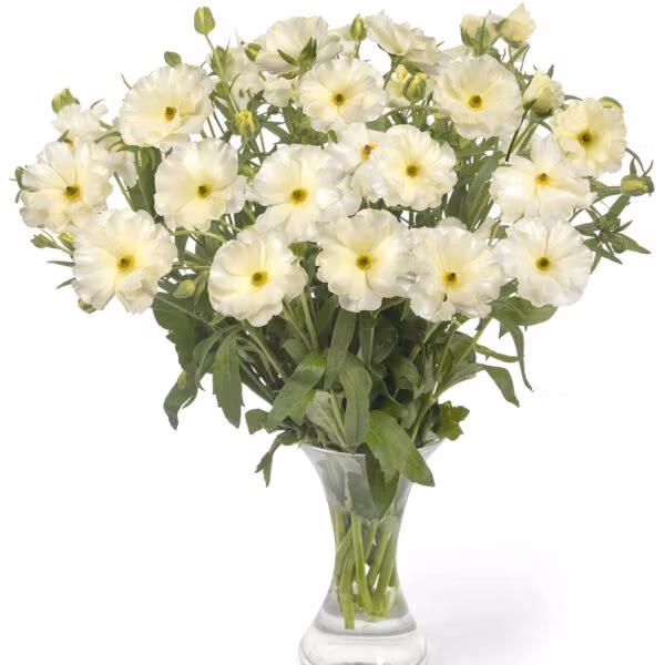 Butterfly Ranunculus Graces