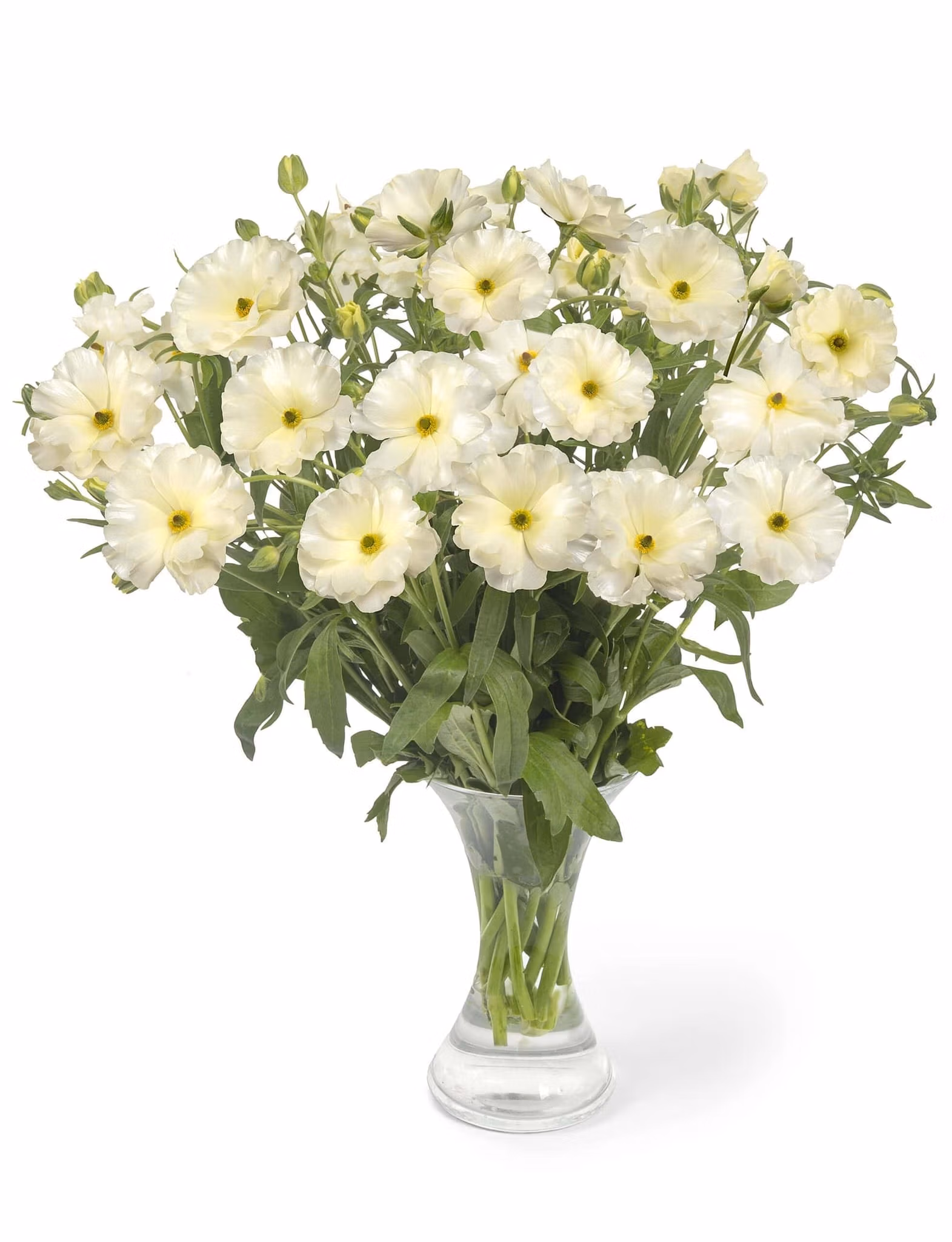 Butterfly Ranunculus Graces