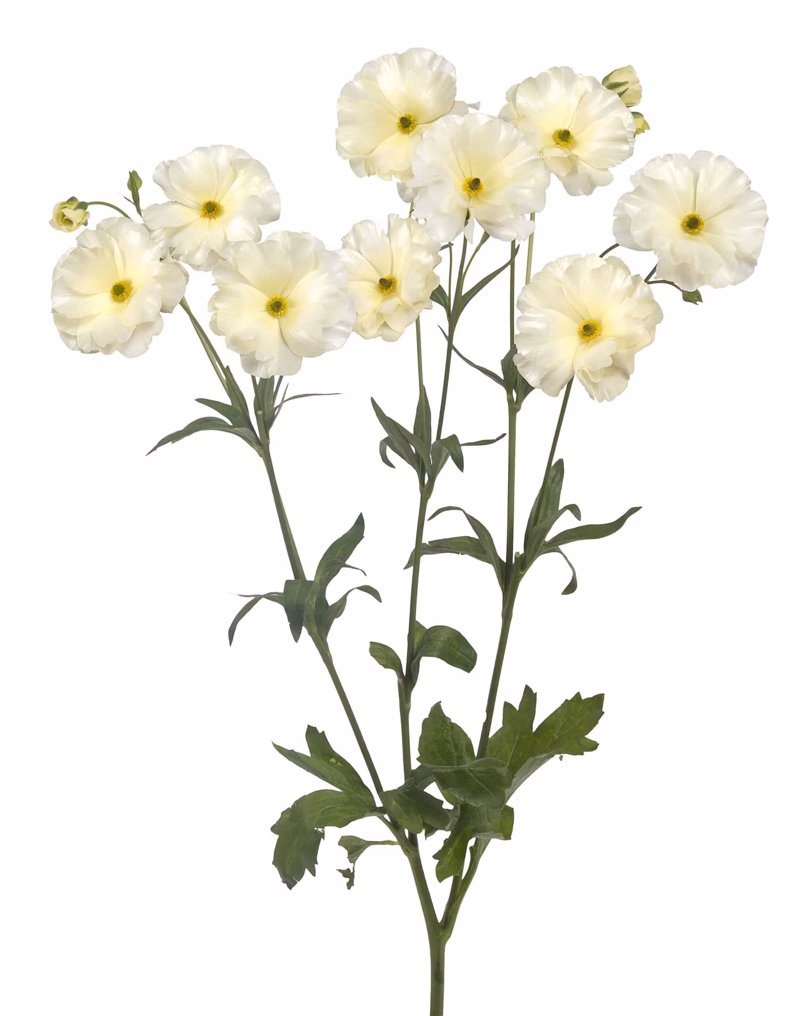 Butterfly Ranunculus Plants Graces - Image 3
