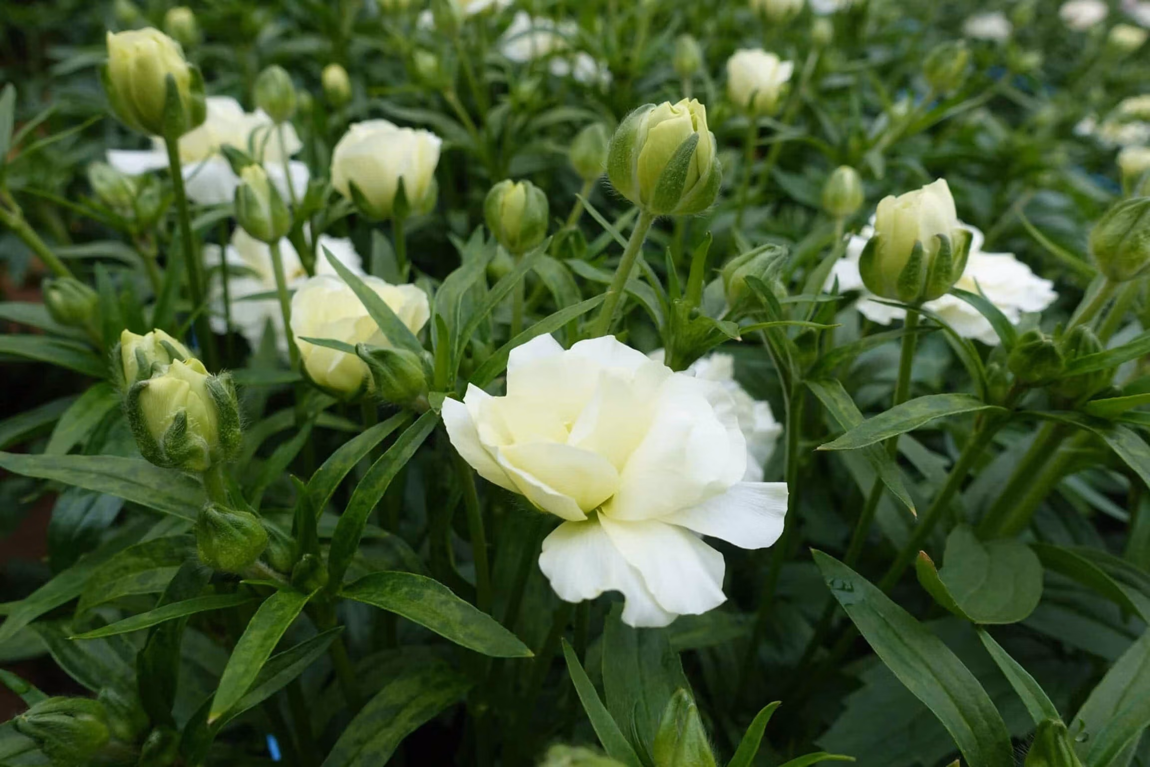 Butterfly Ranunculus Plants Graces - Image 2