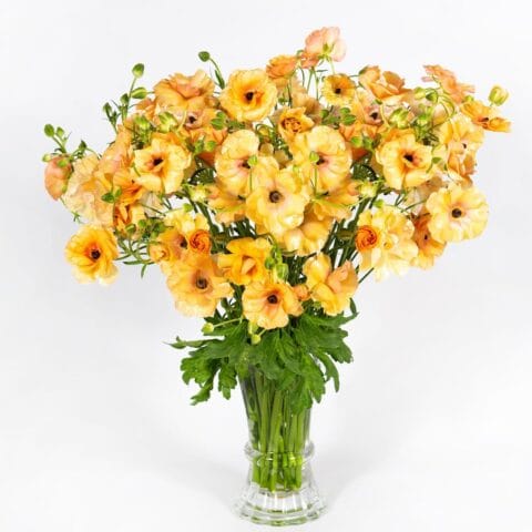 Butterfly Ranunculus Vestalis