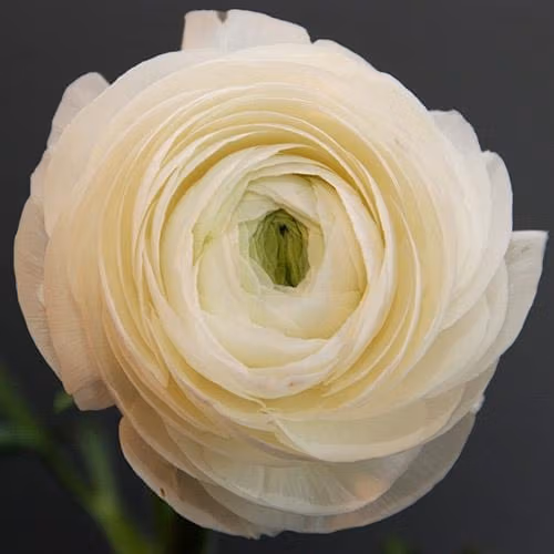 Ranunculus Plants White - Image 4