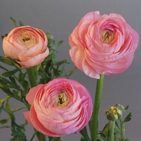 Ranunculus Pastel Pink Shades