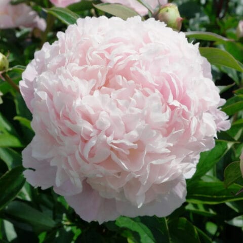 Sweet Sixteen Peony