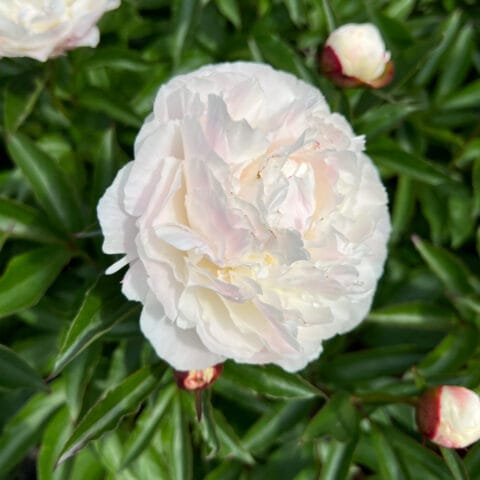 Peony Shirley Temple