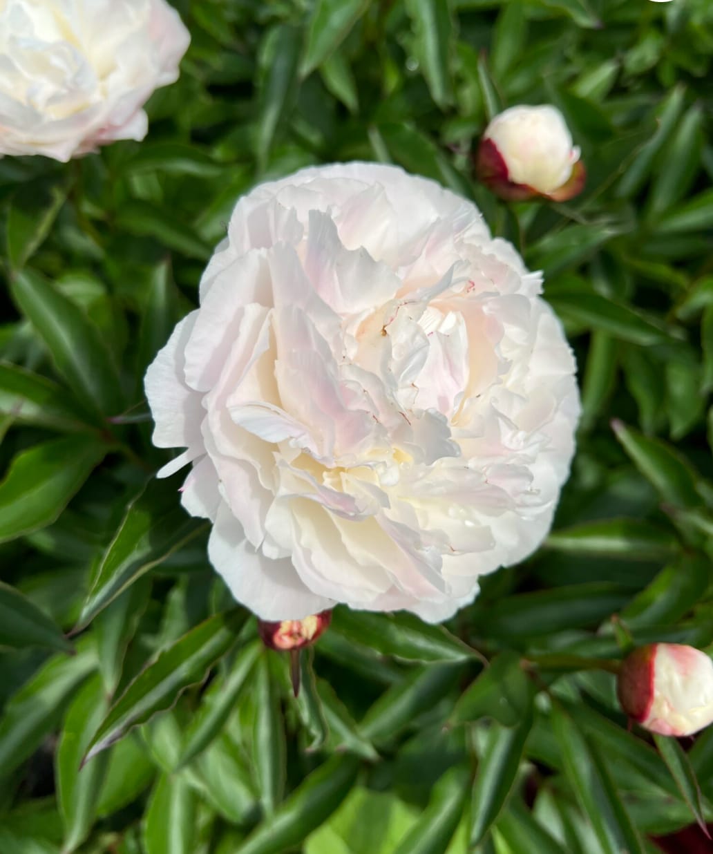 Peony Shirley Temple