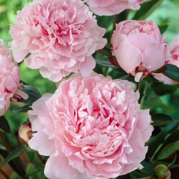 Perennials we love 1L Garden Ready Plants