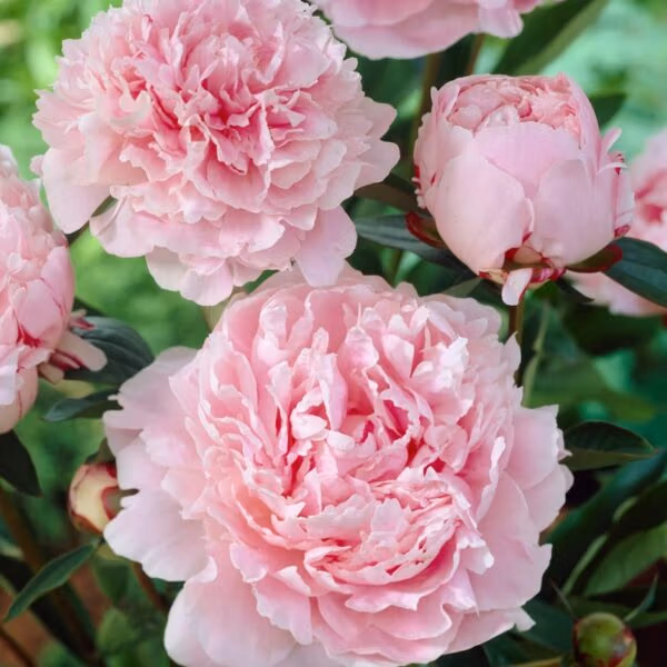 Perennials we love 1L Garden Ready Plants