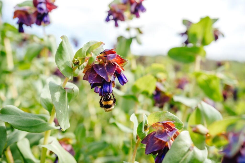 Cerinthe