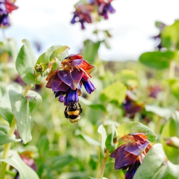 Cerinthe