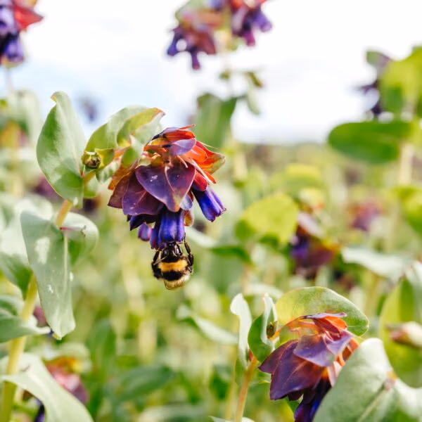 Cerinthe