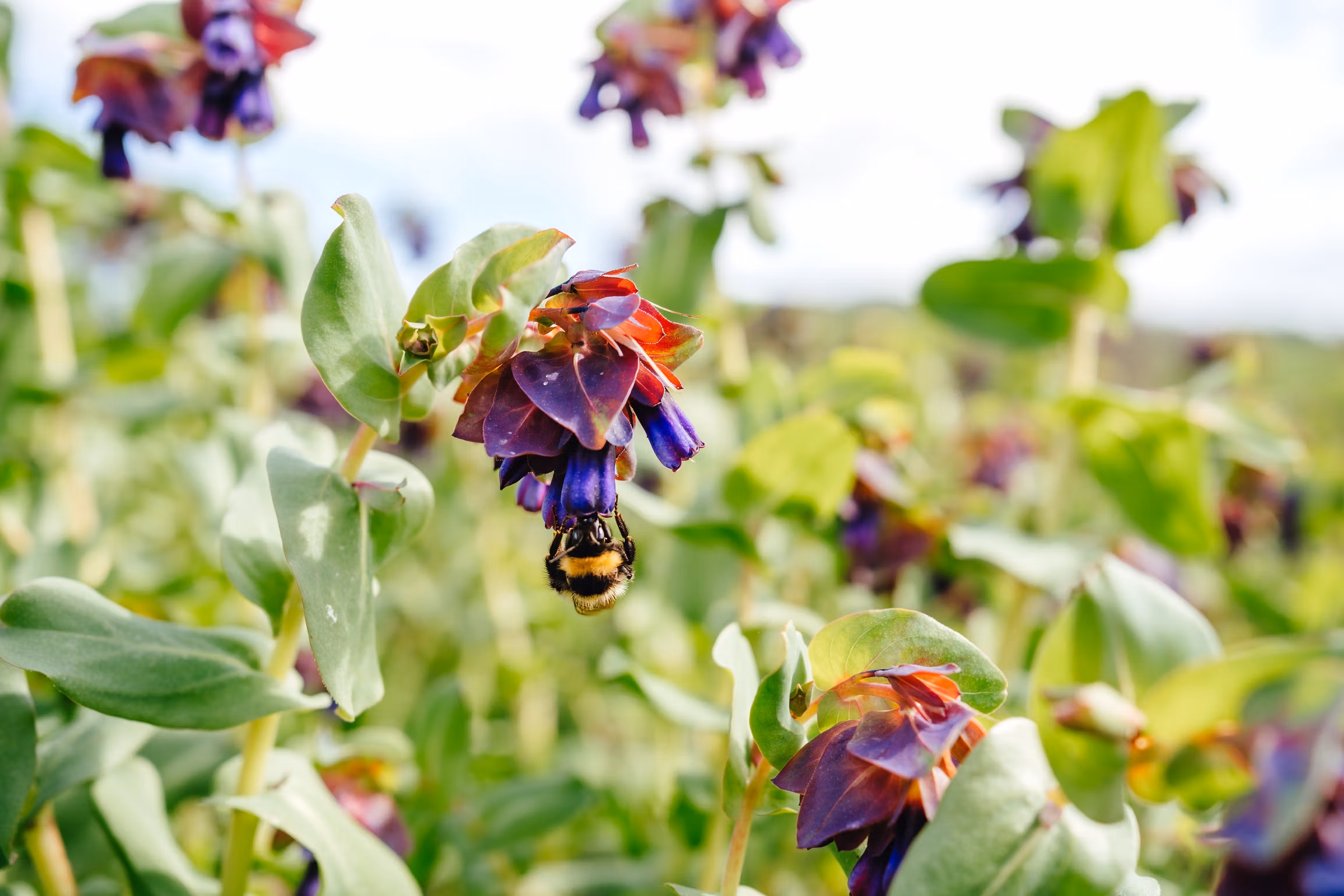 Cerinthe