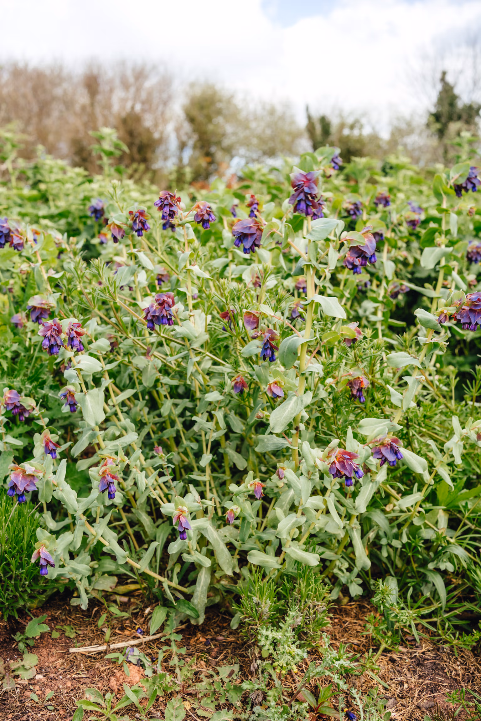 Cerinthe (Honeywort) - Image 4
