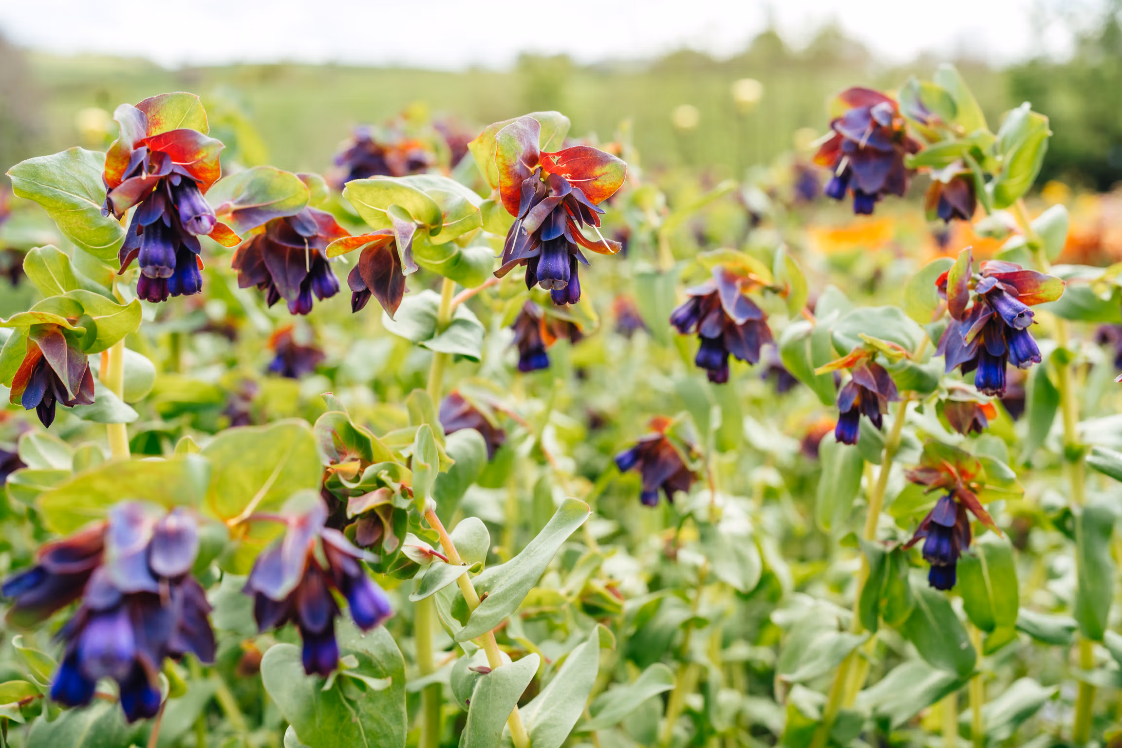 Cerinthe (Honeywort) - Image 6