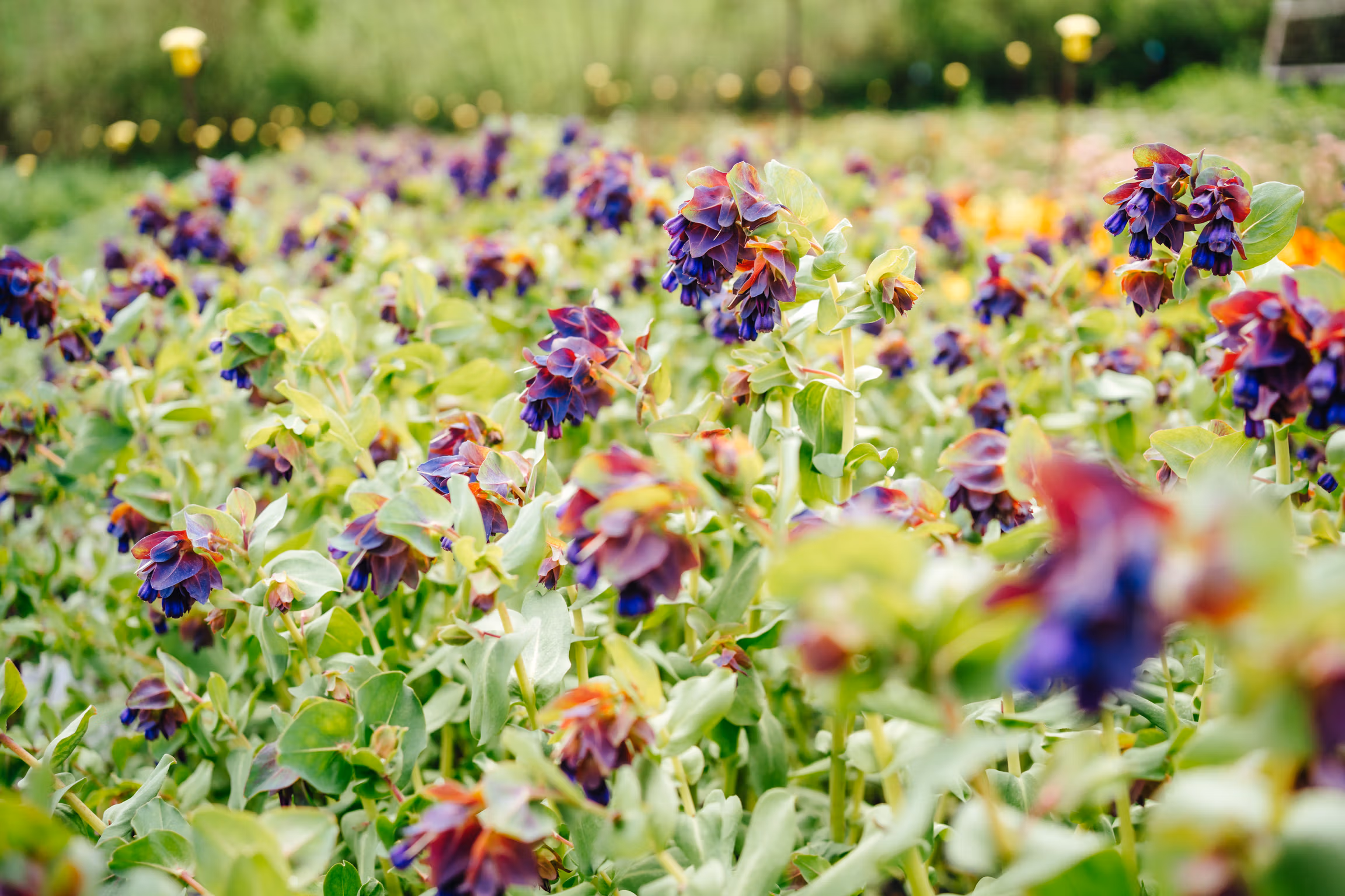 Cerinthe (Honeywort) - Image 5