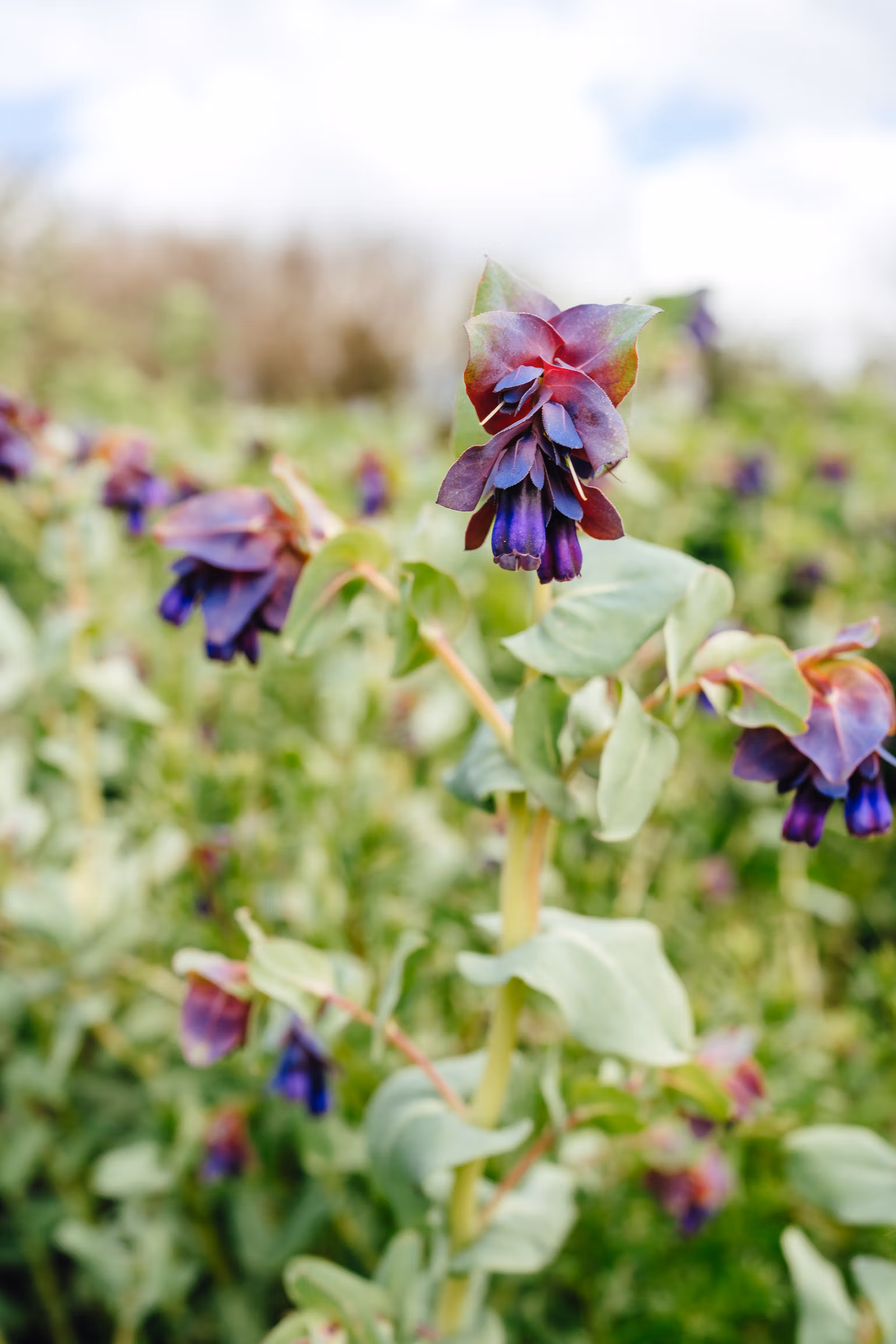 Cerinthe (Honeywort) - Image 3