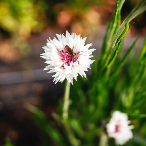 Cornflower Romantic Mix