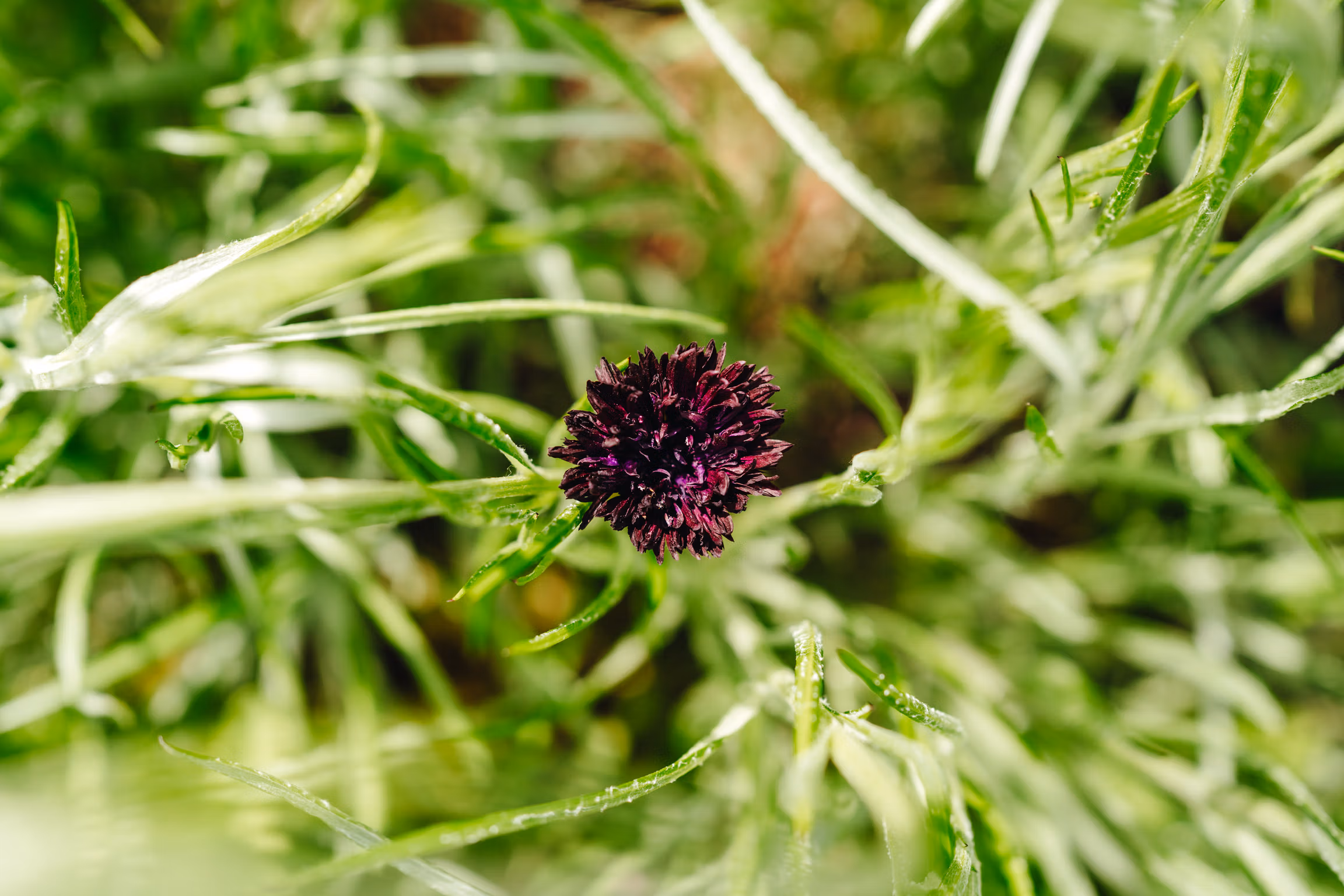 Cornflower Black Ball - Image 4