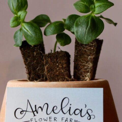 Lisianthus Mini Plugs