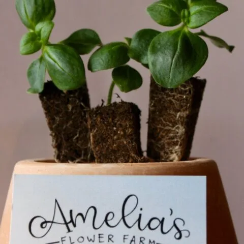 Lisianthus Mini Plugs SOLD OUT FOR 2026