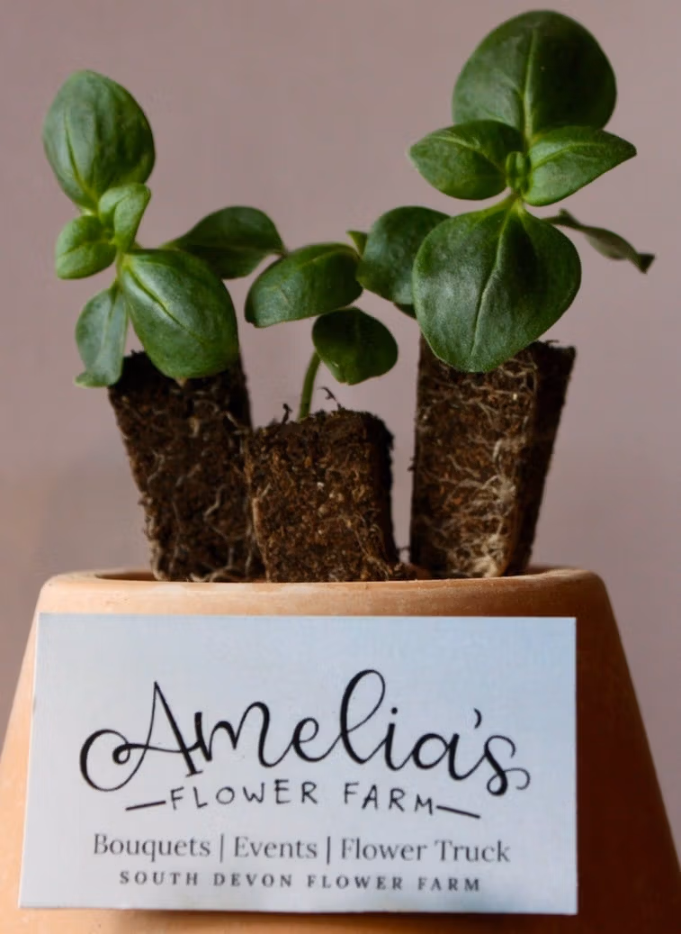 Mini Plug Plants