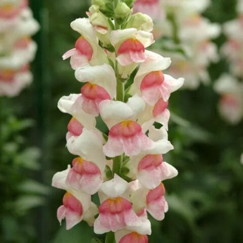 Snapdragon Potomac Appleblossom Bloom